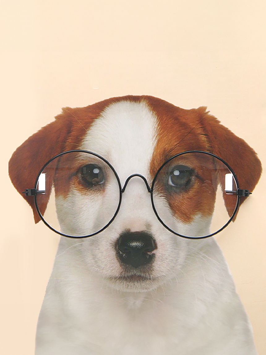 DAISO Fashion glasses for dogs