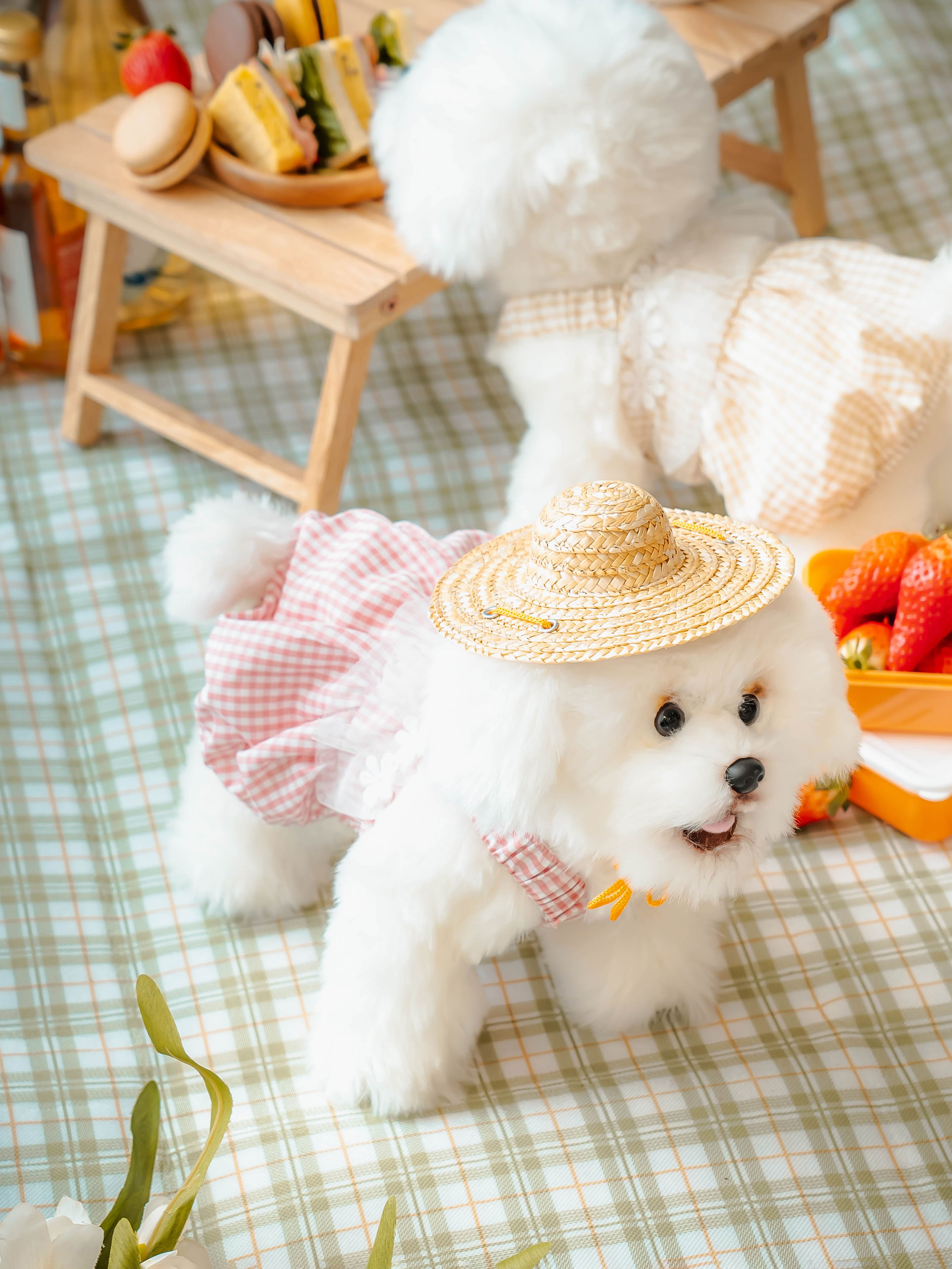 DAISO Pet Straw Hat (M)