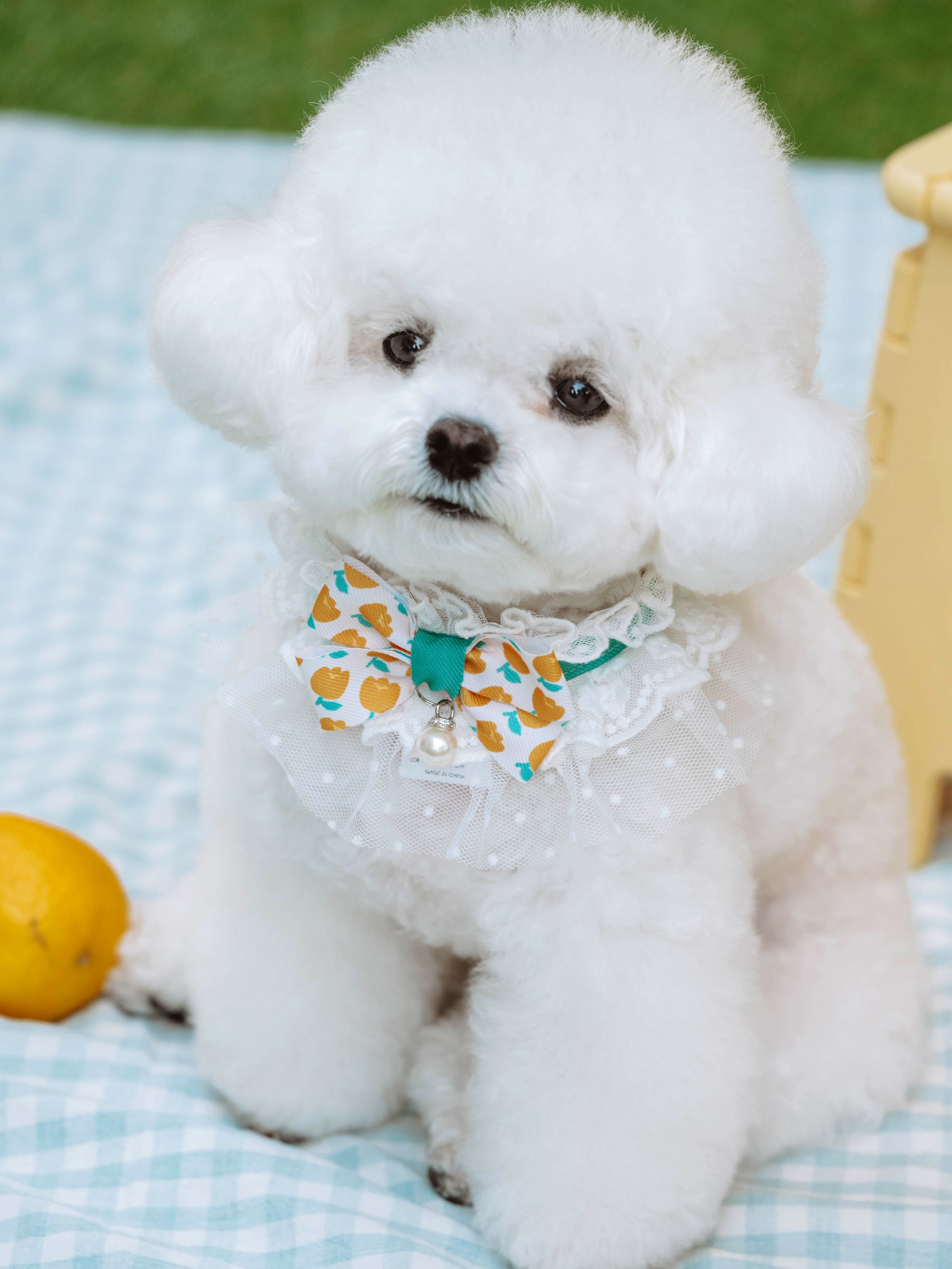 DAISO Picnic_Pet Tulip Bowknot Choker