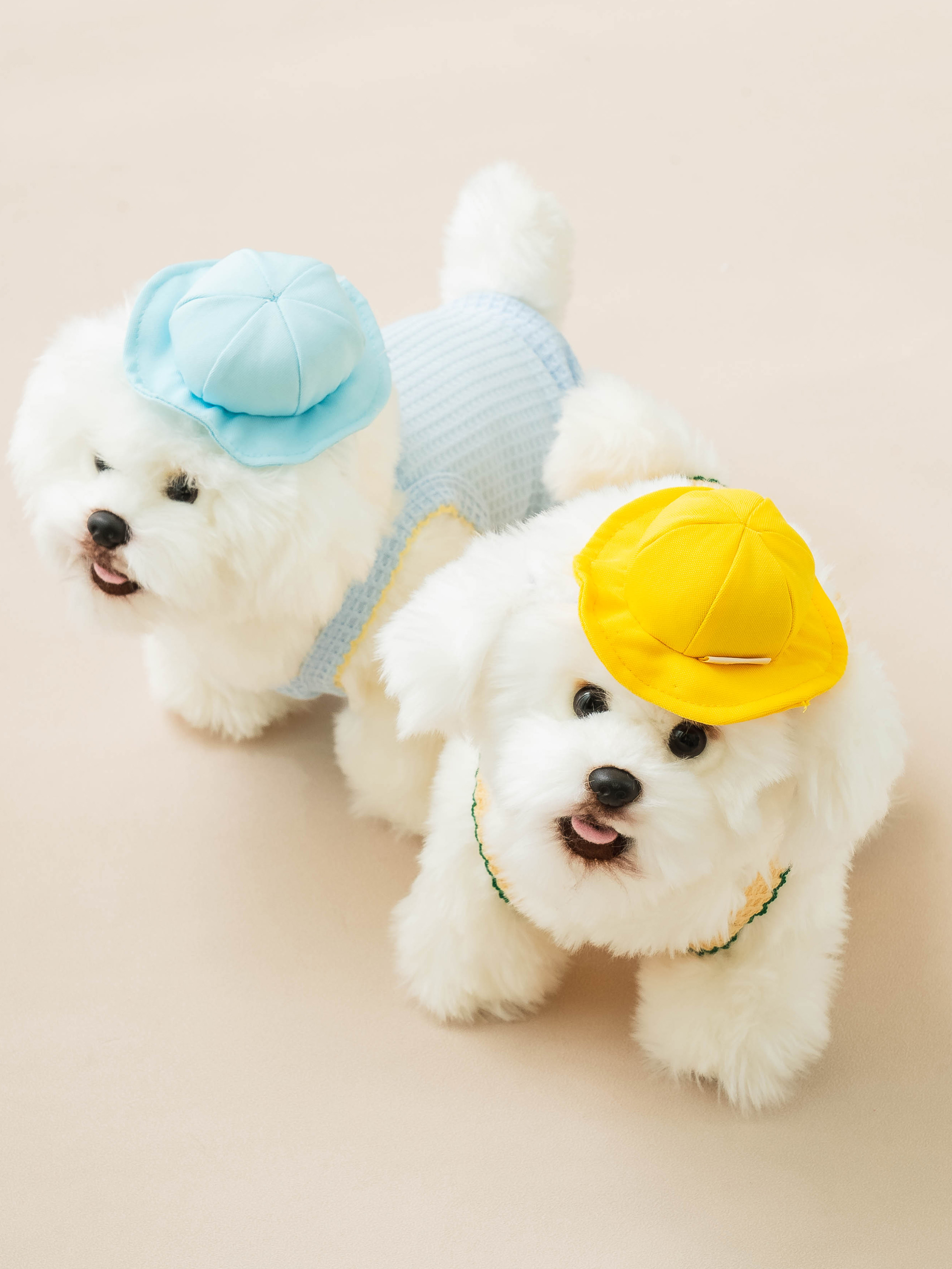 DAISO Pet_Kindergarten Hat S