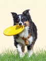DAISO Dog disc DAISO Dog disc